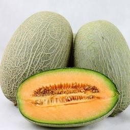 搜索叶蜂喜欢吃哈密瓜,揭秘它们对哈密瓜的钟爱