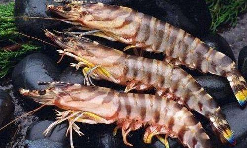 鲫瓜老师鬼虾1号,揭秘独特养殖秘籍，打造高效水产养殖新篇章