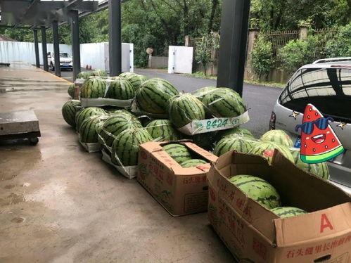 上海分行吃瓜,一场吃瓜盛宴背后的金融风云