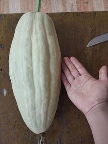 绞瓜叶可以吃吗,绿色餐桌上的美味佳肴